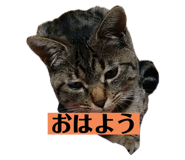 703867420