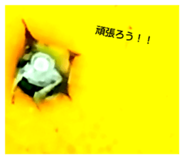 703927116