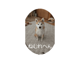 704261195