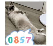 704410481