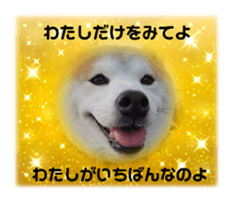 704419557