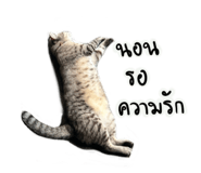 704444086