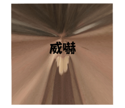 704731167