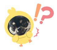 704737971