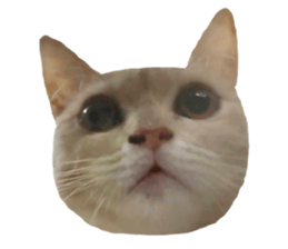 705059991