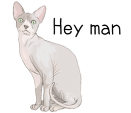 7053377