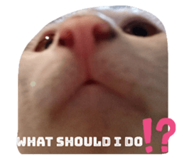 705538556