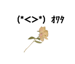 705619604
