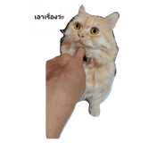 706059994