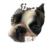 706286339