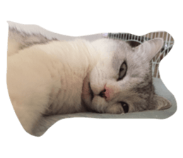 70691465