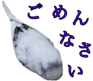 711045888