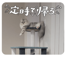 711068593