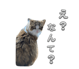 711204129