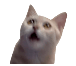 711506666