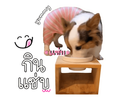 ลายที่ 13