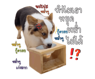 นปโปะหม่ำๆ รูปที่ 14