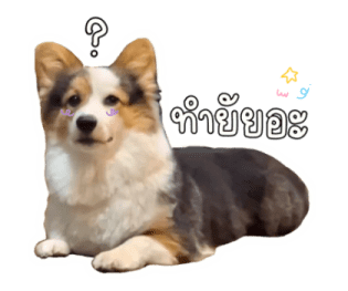 นปโปะหม่ำๆ รูปที่ 21