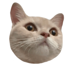 712728505
