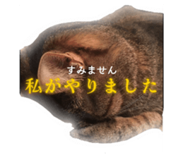 713281530
