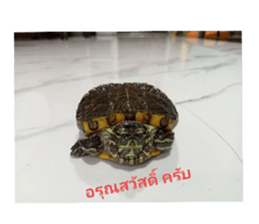 713332403