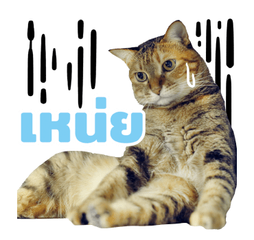 The Fumeancats Life รูปที่ 3