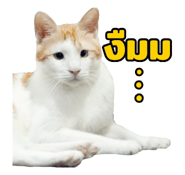 The Fumeancats Life รูปที่ 5