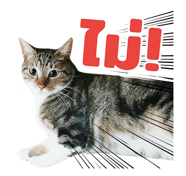 The Fumeancats Life รูปที่ 8