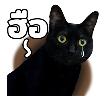 The Fumeancats Life รูปที่ 9