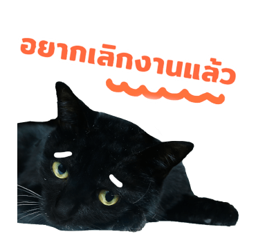 The Fumeancats Life รูปที่ 10