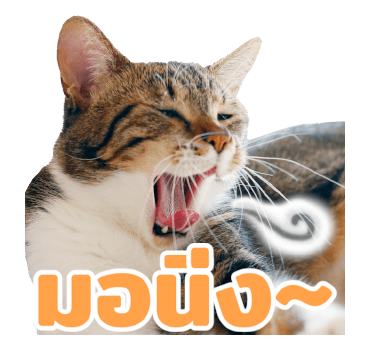 The Fumeancats Life รูปที่ 17