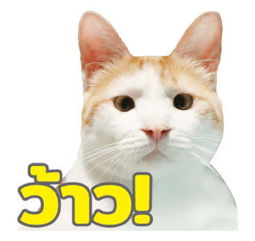 The Fumeancats Life รูปที่ 24
