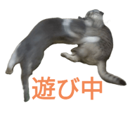 713531557