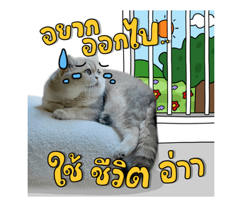 ลายที่ 25