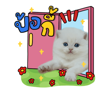 ลายที่ 41