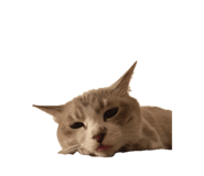 716026166