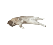 716026167