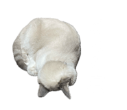 716026172