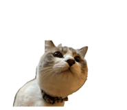 716026175