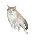 716026177