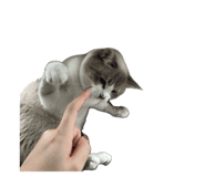 716026181