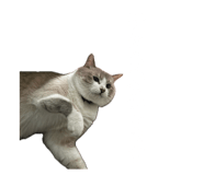 716026182