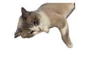 716026184