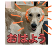 717330662
