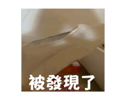 719176306