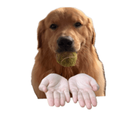 ลายที่ 5