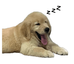 ลายที่ 15