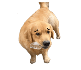 ลายที่ 17