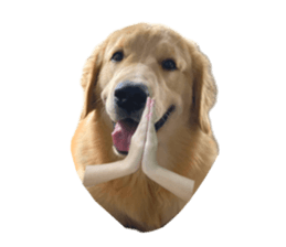 ลายที่ 37