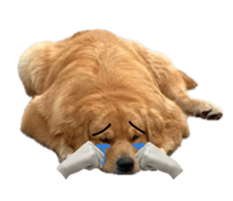 ลายที่ 39